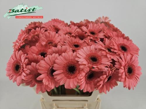 Gerbera mini Vidal