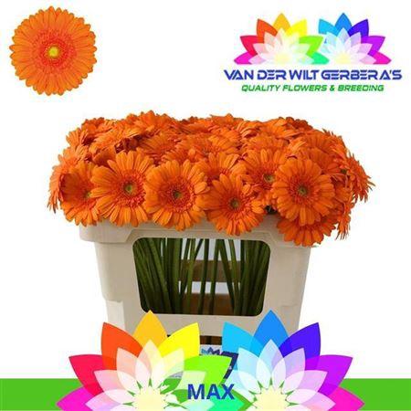 Gerbera mini Max