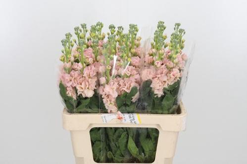 Matthiola incana 'Iron Apricot'