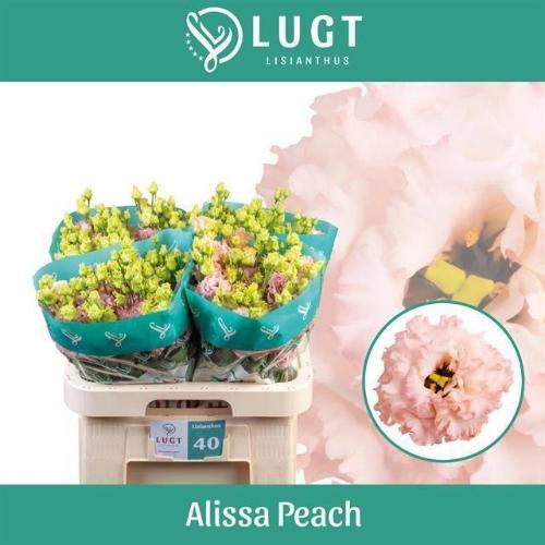 Eustoma russellianum gevuldbloemig 'Alissa Peach'