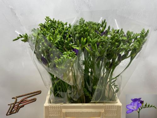 Freesia enkelbloemig 'Mercurius'