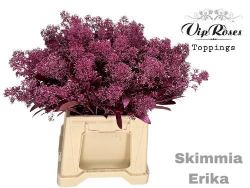 Skimmia per bos overig kleurbehandeld H%
