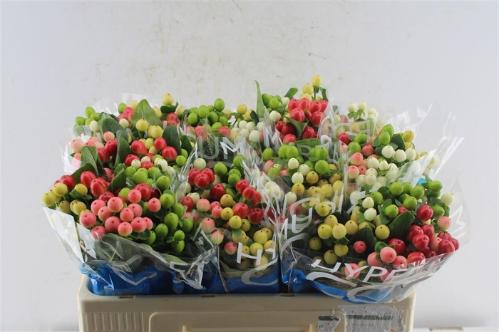 Hypericum Coco Rainbow gemengd