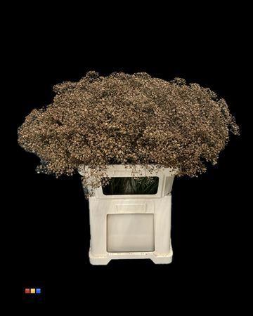 Gypsophila overig kleurbehandeld H%