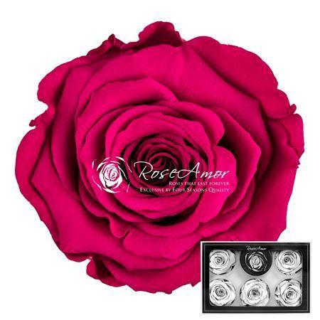 Rosa grootbloemig kleurbehandeld H%