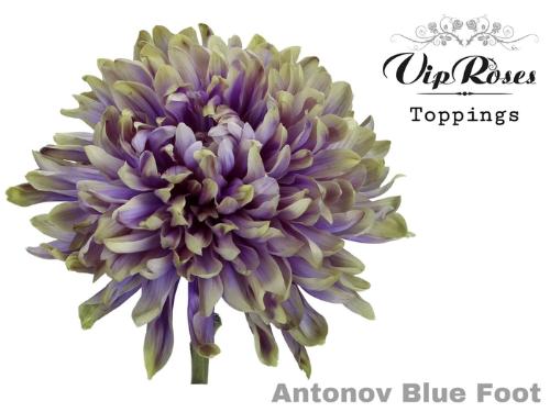 Chrysanthemum (Indicum Grp) geplozen Antonov kleurbehandeld H%