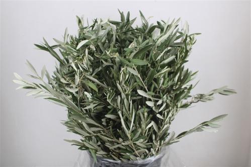 Olea europaea per bos