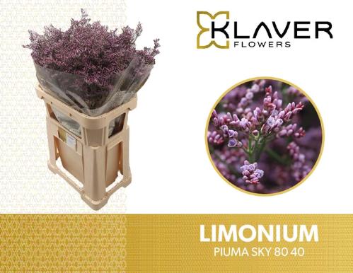 Limonium Safora Pink Sky
