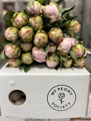 Paeonia Lactiflora Grp 'Florence Nicholls'