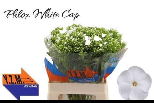 Phlox Paniculata Grp Whitecap