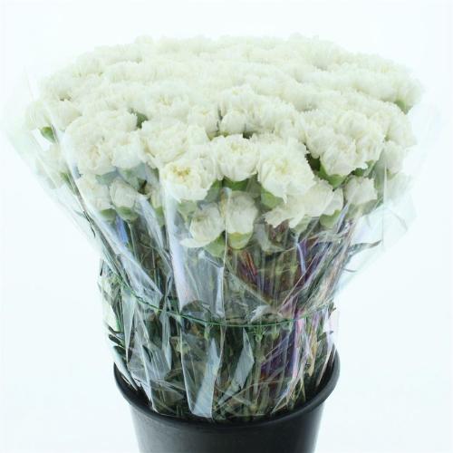 Dianthus standaard 'Holly'