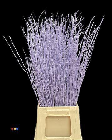 Betula per bos kleurbehandeld