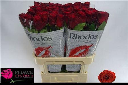 Rosa grootbloemig Rhodos