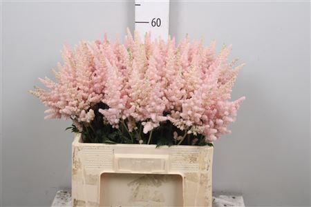 Astilbe chinensis 'Vision Inferno'