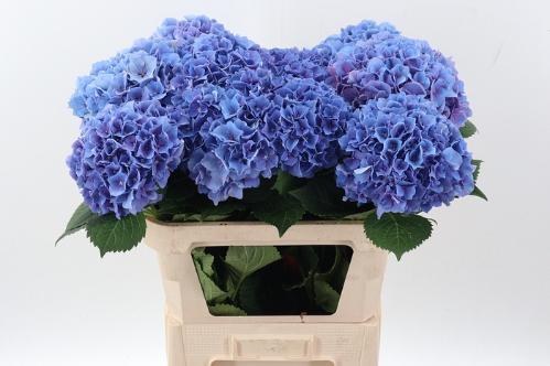 Hydrangea macrophylla Cassanova