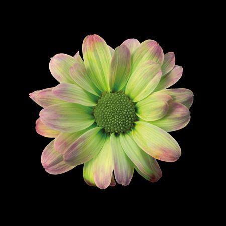 Chrysanthemum Indicum Grp tros kas kleurbehandeld H%