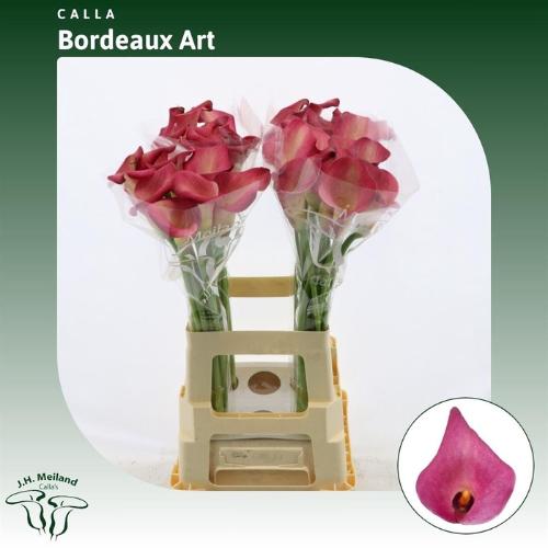 Zantedeschia Bordeaux Art