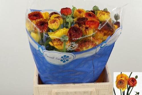 Ranunculus asiaticus Success Elios