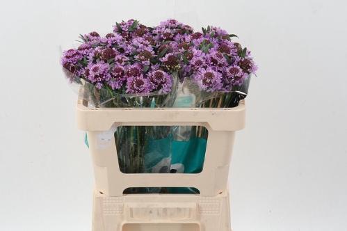 Scabiosa atropurpurea Saura