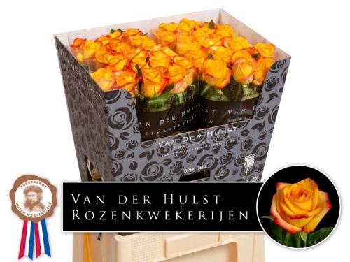 Rosa grootbloemig Catalunya+