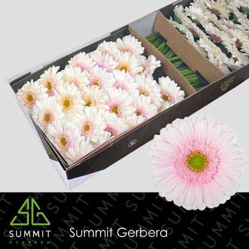 Gerbera grootbloemig Michelle