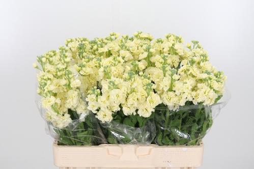 Matthiola incana StoX Yellow