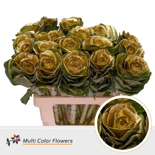 Brassica oleracea kleurbehandeld H%