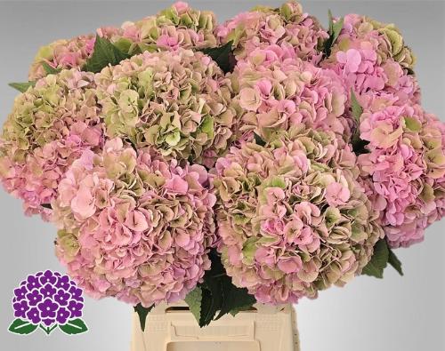 Hydrangea macrophylla Royal Symphony (classic)