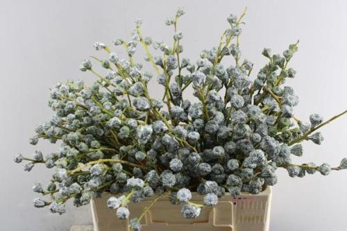 Eucalyptus globulus per bos