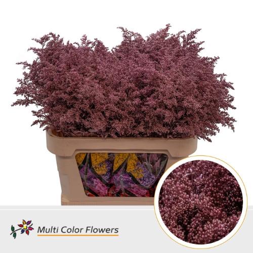 Solidago kleurbehandeld H%