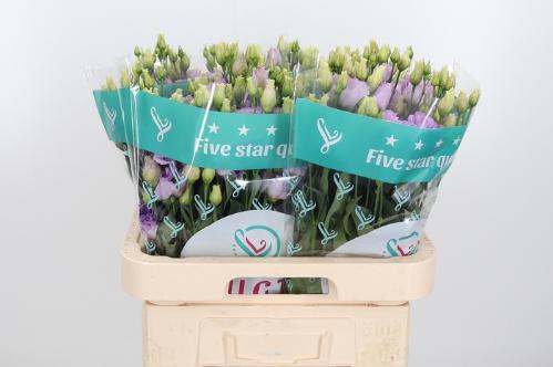 Eustoma russellianum gevuldbloemig Lisanne Deep Lavender