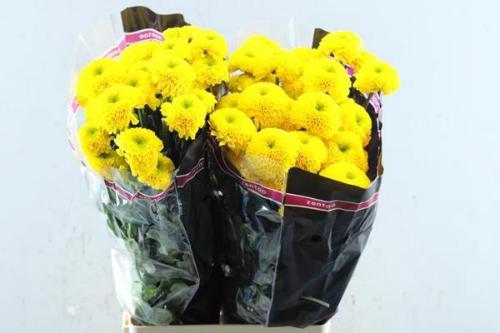 Chrysanthemum (Indicum Grp) tros Letitbe