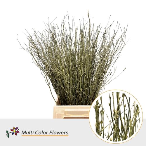 Betula kleurbehandeld H%