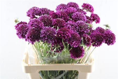 Scabiosa atropurpurea Focal Scoop Dark Purple