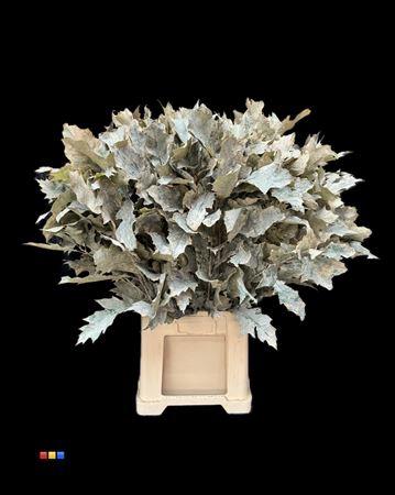 quercus overig kleurbehandeld H%