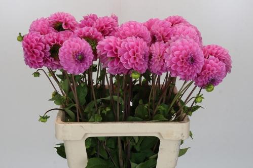 Dahlia (Ball Grp) 'Sweet Fabienne'