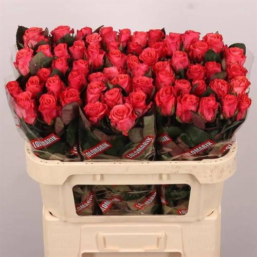 Rosa grootbloemig Pink Tacazzi+