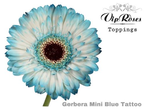 Gerbera mini kleurbehandeld H%