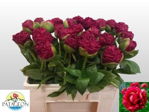 Paeonia 'Henry Bockstoce'