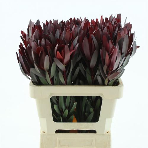 Leucadendron 'Safari Sunset'