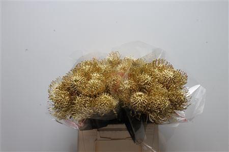 Leucospermum 'Naomi' kleurbehandeld H%