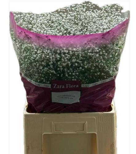 Gypsophila paniculata Cosmic