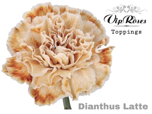 Dianthus standaard kleurbehandeld H%