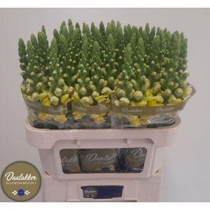 Antirrhinum majus 'Legend Yellow'