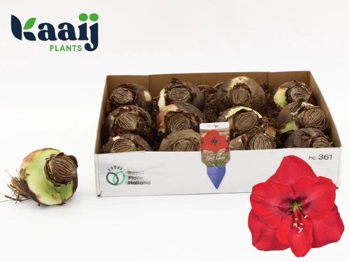 Hippeastrum (bol)