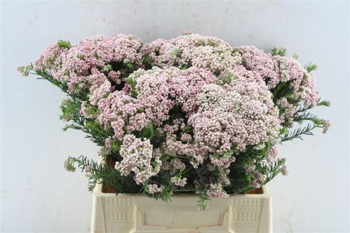 Ozothamnus 'Cooks Tall Pink'