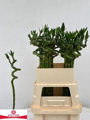 Dracaena sanderiana Lucky Bamboo