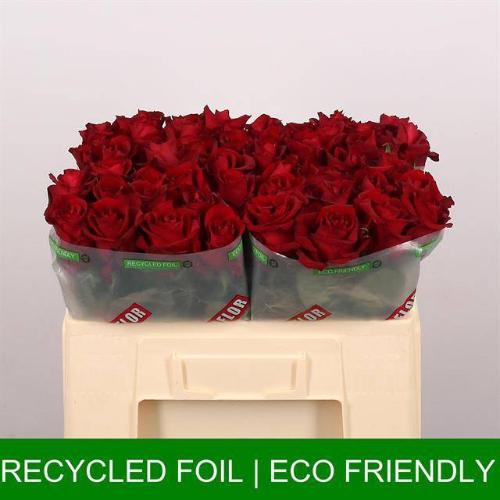 Rosa grootbloemig Ever Red