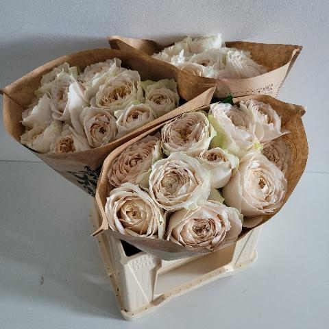 Rosa grootbloemig Shade of Beige!