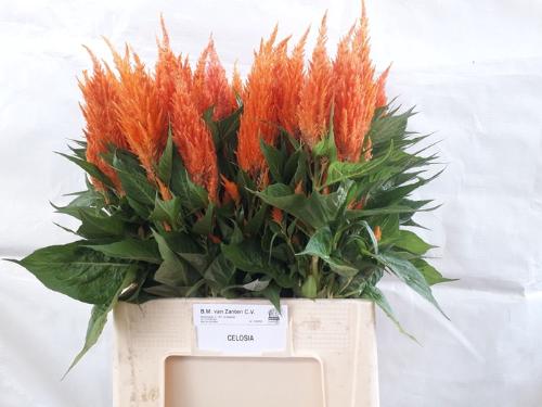 Celosia Plumosa Grp 'Apricot Brandy'